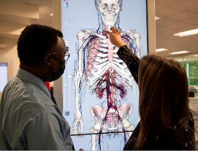 two people interacting with the Anatomage table and looking at a skeleton