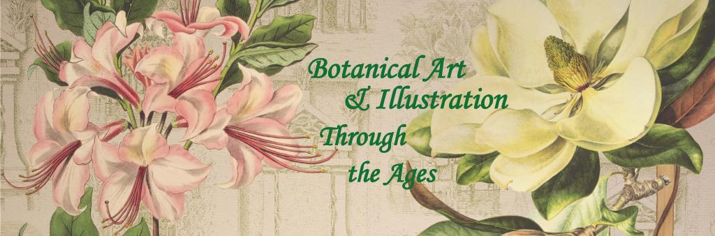 Botanical Art & Illustration Through the Ages