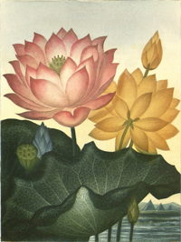 Egypt Water Lily, pink and yellow