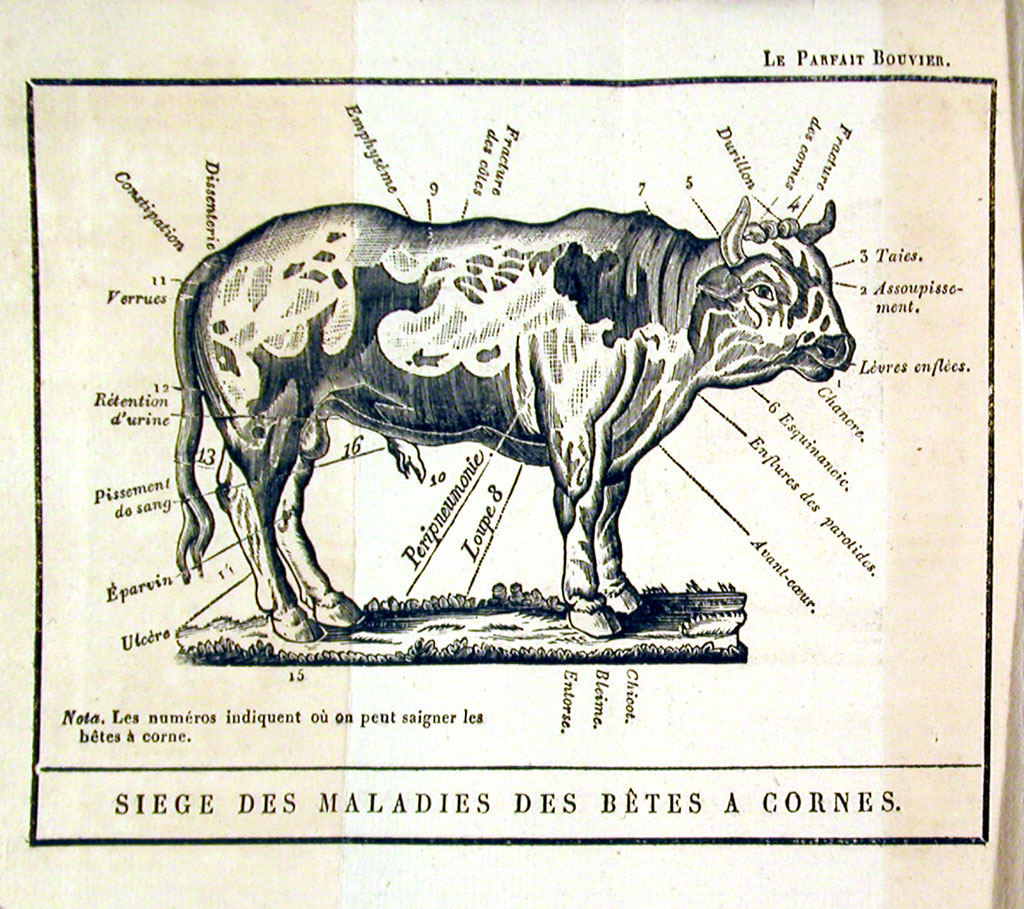 Illustration of bull