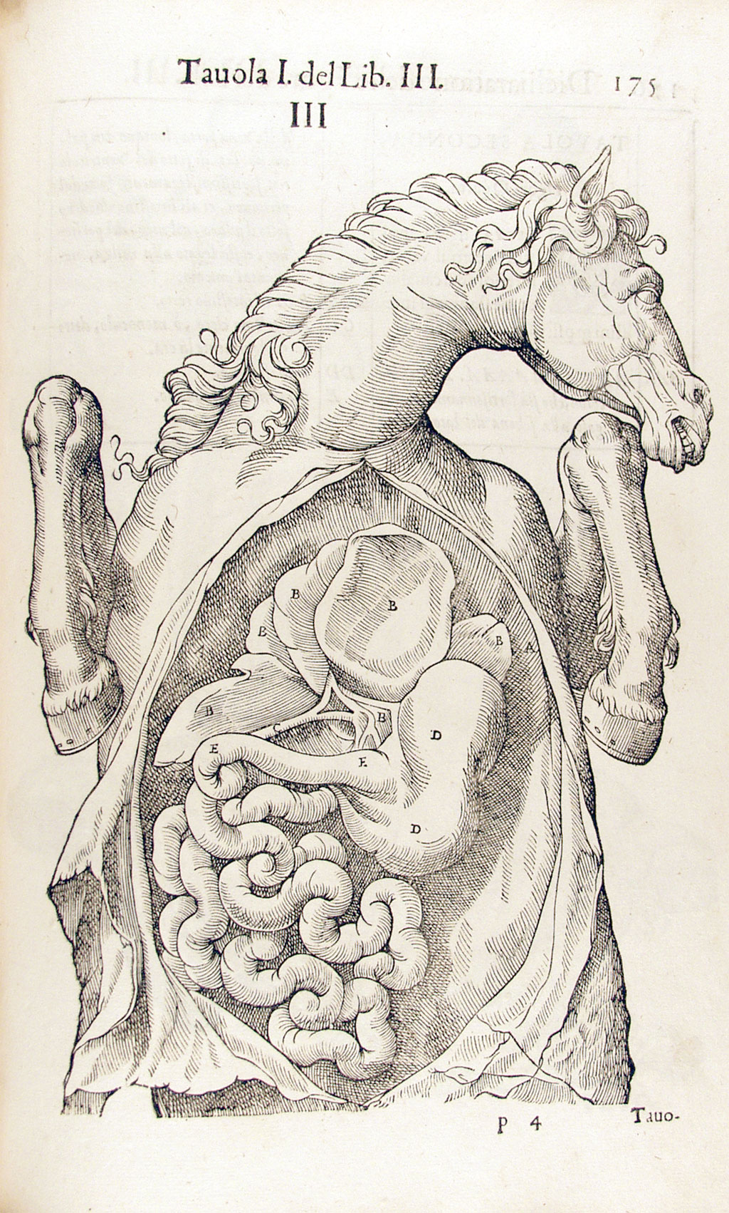 Illustration of horse dissection