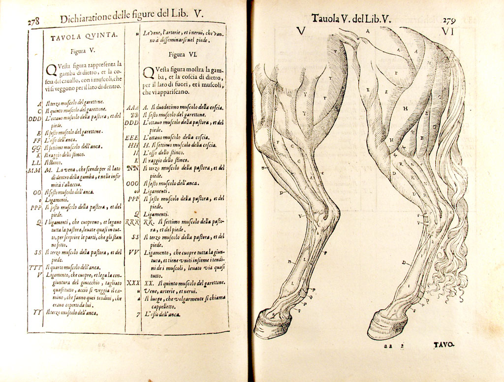 Illustratio of horse leg with labels