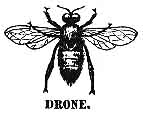 drone bee